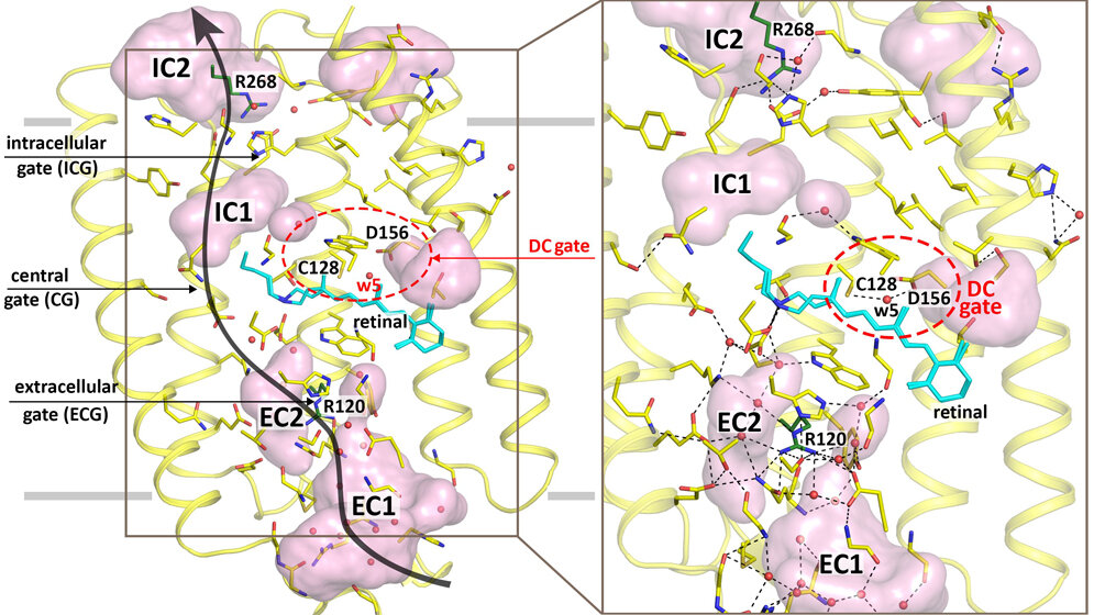 Darstellung der Struktur von ChR2