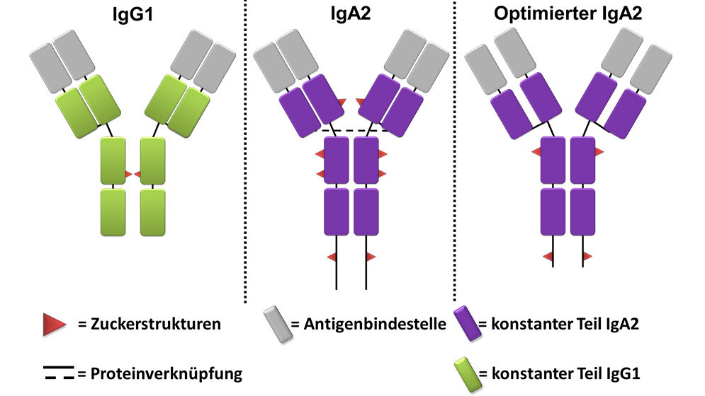 Gegenueberstellung_von_IgG_und_IgA_Antikoerpern_sowie_der_optimierten_IgA2_Variante_Professor_Valerius.jpg IgG, IgA und IgA2 Antikörper