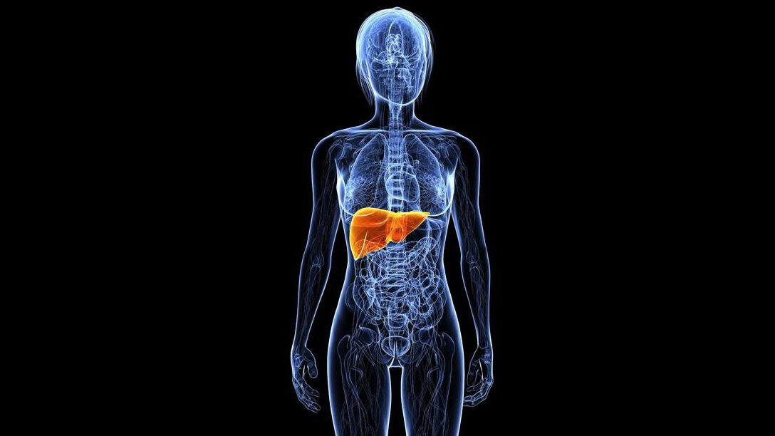 Mikropartikel – kleine Helden in der Leberregeneration