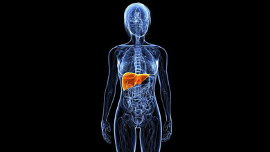 Mikropartikel – kleine Helden in der Leberregeneration