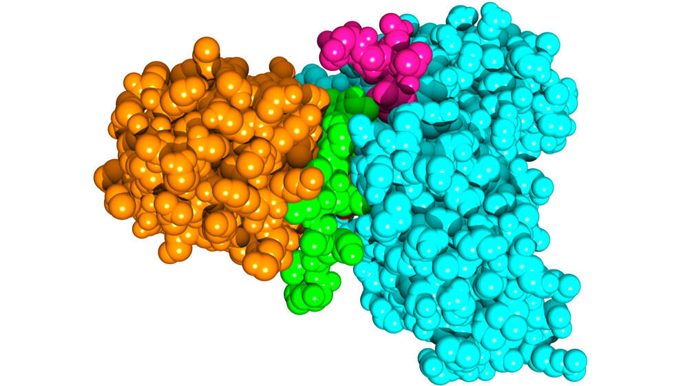SUD_Protein_des_SARS_Coronavirus_orange_Lei_et_al_2021_EMBO_Journal.jpg Das SUD-Protein des SARS-Coronavirus
