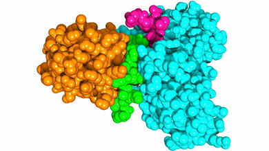 Das SUD-Protein des SARS-Coronavirus 