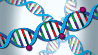 DNA-Methylierung_Quelle_Schuster_DKFZ.jpg DNA-Methylierung