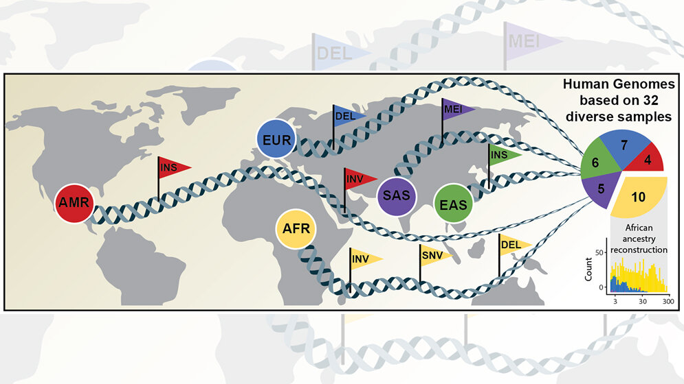 Umfassende_Kartierung_genetischer_Variationen.jpg Umfassende Kartierung genetischer Variationen