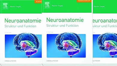Neuroanatomie