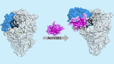 Das Anti-CRISPR-Protein AcrVIB1 (magenta) dockt an die Nuklease Cas13b (hellgrau) an und verstärkt so deren Bindung an die CRISPR-RNA (crRNA; dunkelgrau und grün). 