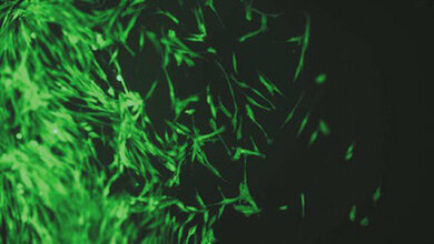 Tierversuchsfreie Alternativmethoden