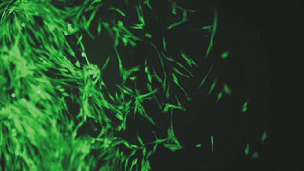 Tierversuchsfreie Alternativmethoden