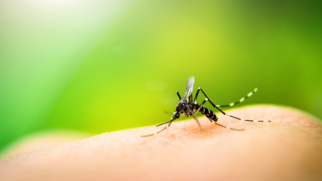 Malaria
