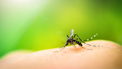 Malaria