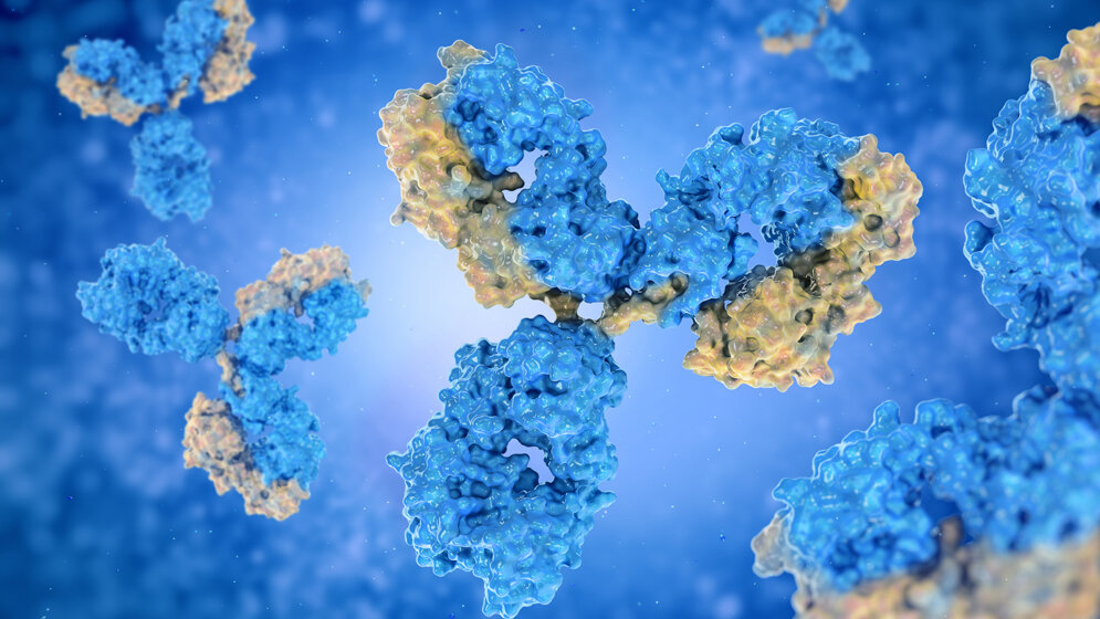 Adrenomedullin-Antikörper