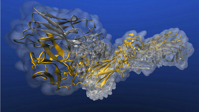 Beispielhafter Blick auf die „Greifhand“ eines Antikörpers