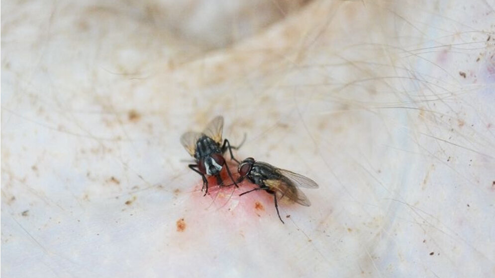 Fliegen_03082016.jpg Treponema pallidum
