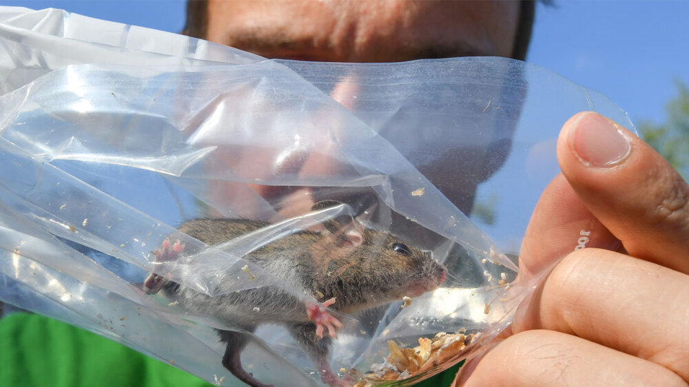 Maus_Bauernhof.jpg Emanuel Heitlinger mit gefangener Maus