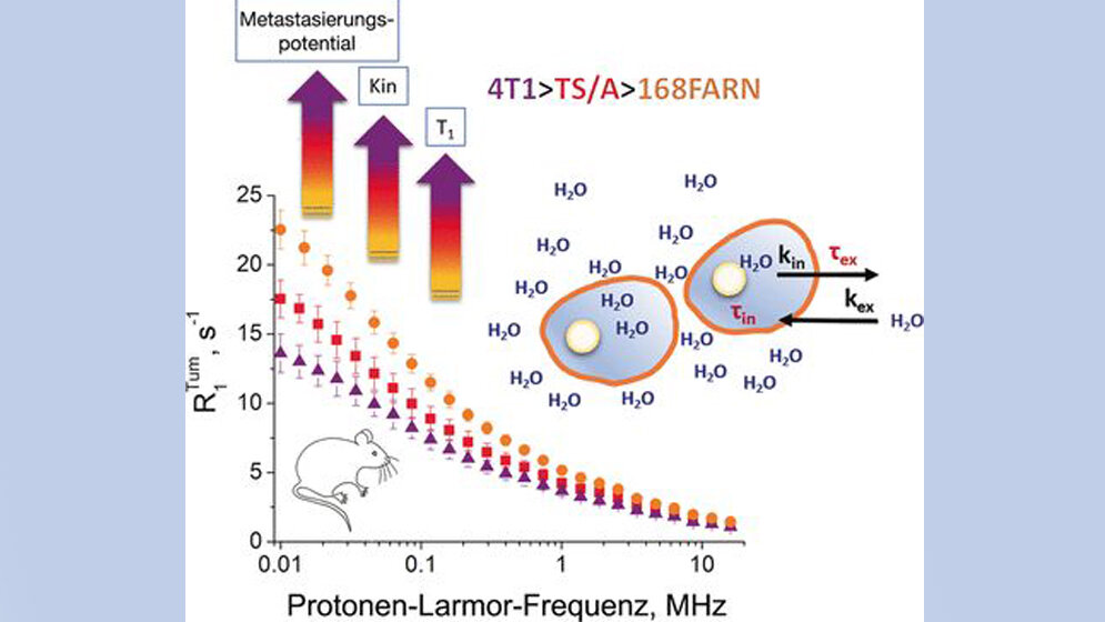 Messung der Aktivität von Tumoren 
