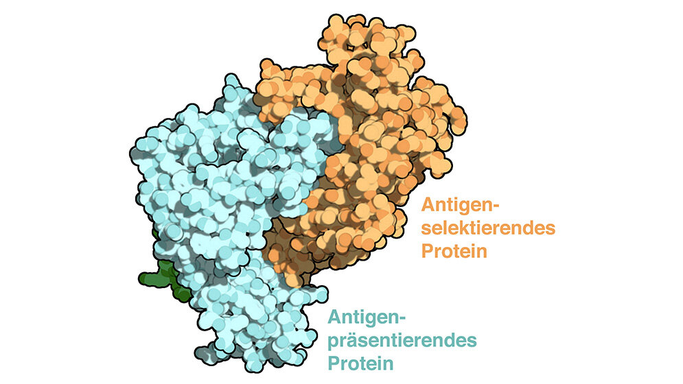 Proteinkomplex_AK_Tampe_Goethe_Universität.jpg Proteinkomplex