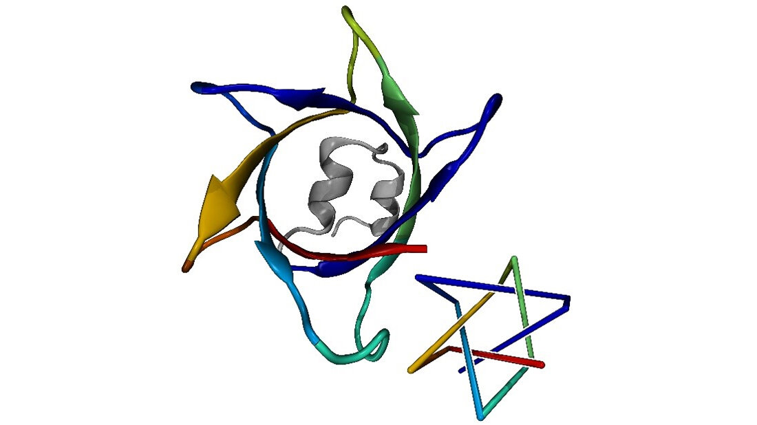 komplexeste Proteinknoten