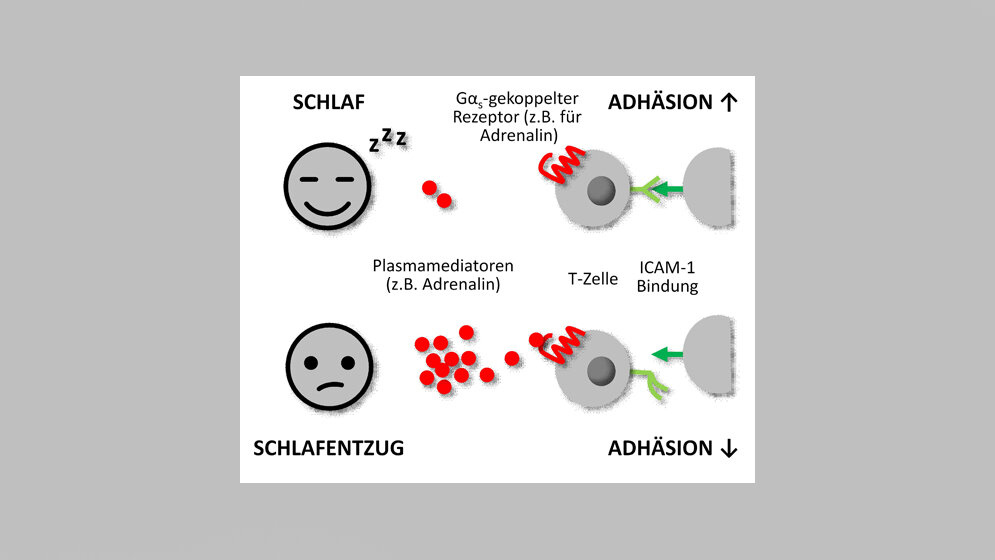 Schlafentzug_T_zellen.jpg Schon nach drei Stunden Schlafentzug beeinträchtigt