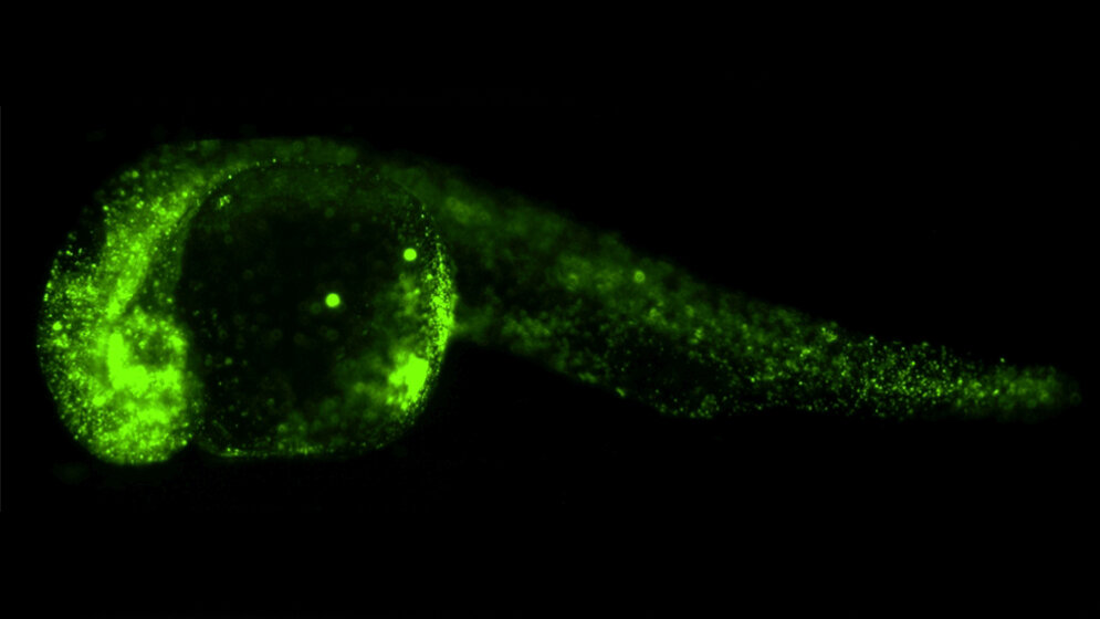 Fluoreszierende Kügelchen 