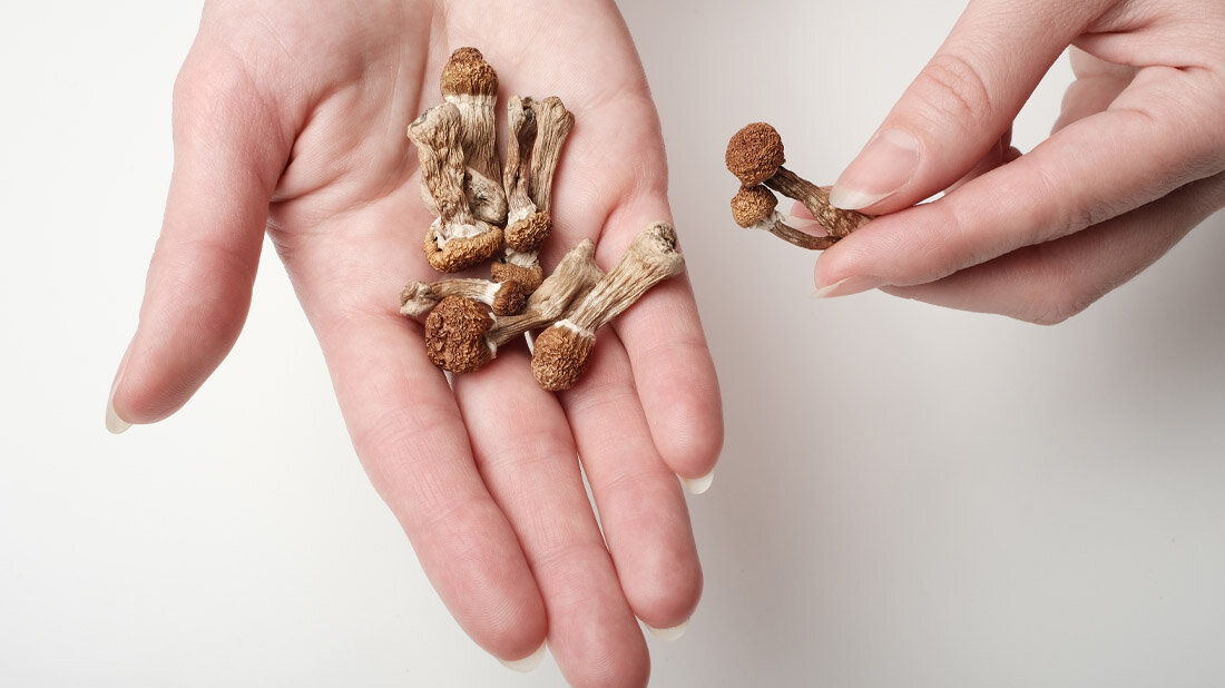 Psilocybin Psilocybe Cubensis Pilze