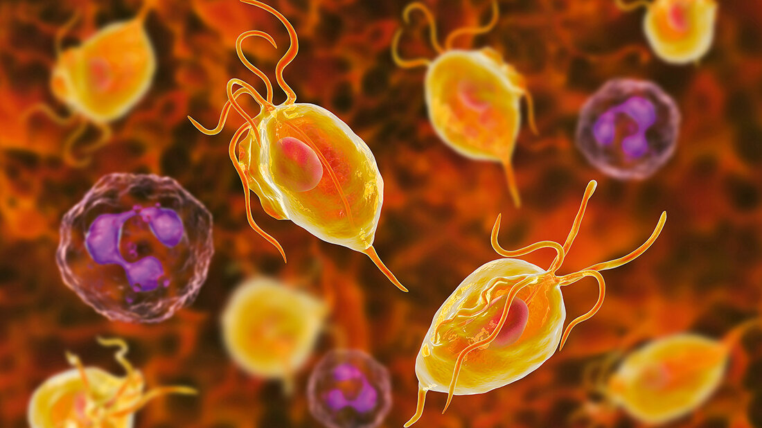 Trichomonas vaginalis Titelbild des Fachbeitrags zu Trichomonas vaginalis