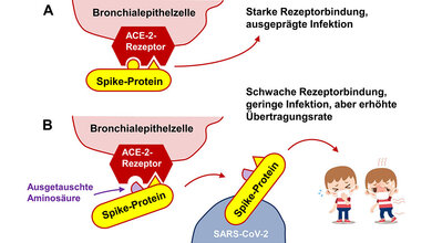 Grafik zum Einfluss von Mutationen am Spike-Protein des Virus auf Erkrankungsschwere und Übertragungsrate
