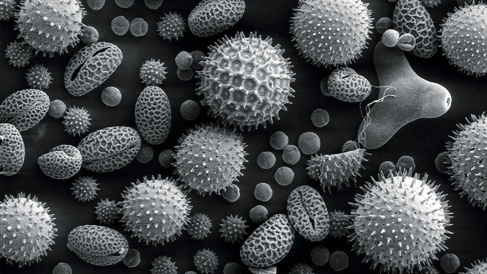 Allergologie (Teil 7)