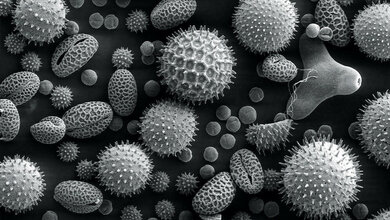 Allergology (Part 7)