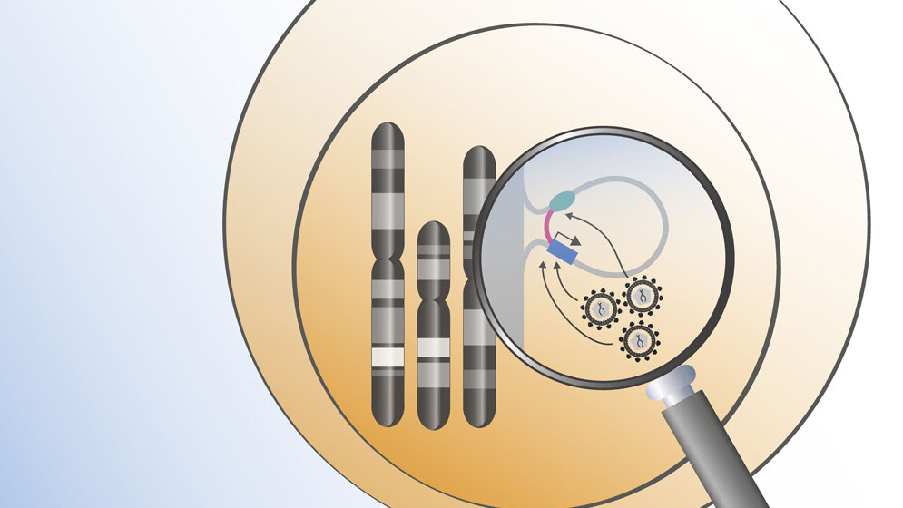 Retroviren integrieren sich an besonders aktiven Stellen im Erbgut.