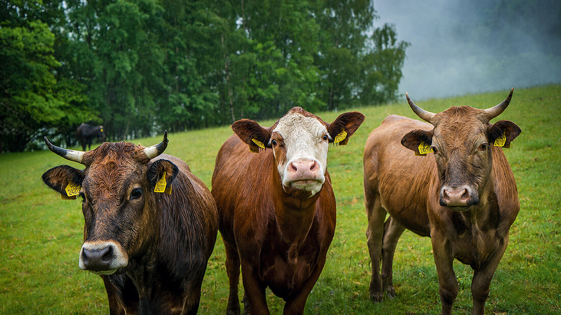 Photo of three brown cattle