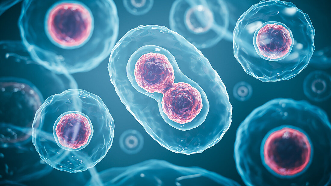 Zellteilung_.jpg Zellteilung