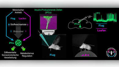 Bewegung  drosselt Insulinproduktion