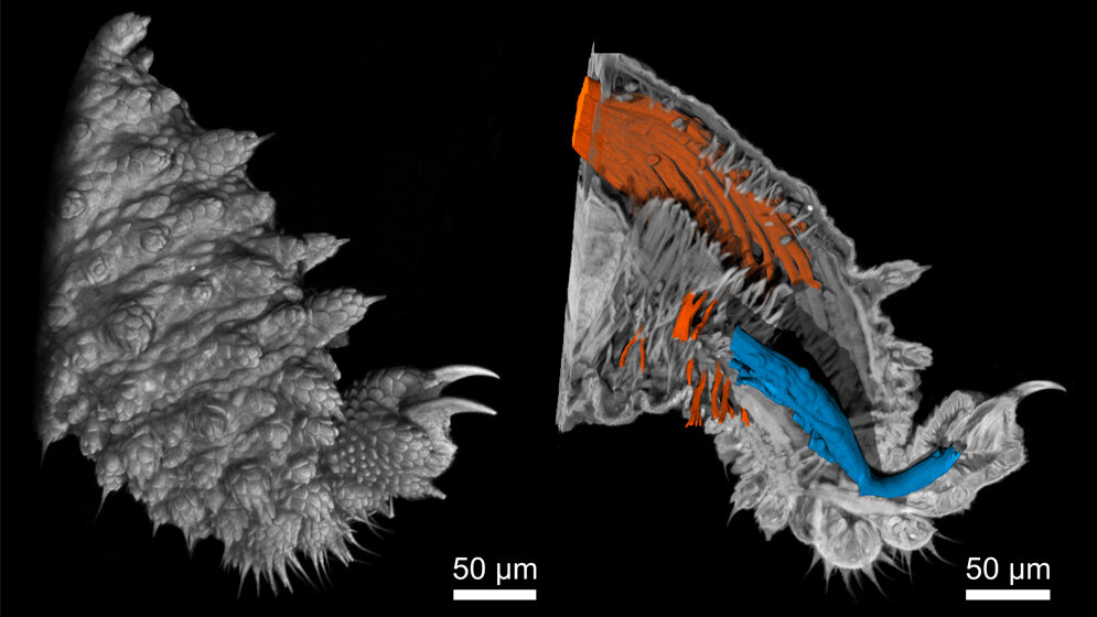 Nano-CT-Aufnahmen