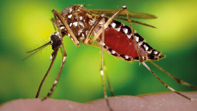 Dengue-Fieber ist weltweit auf dem Vormarsch Labordiagnostik