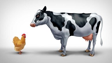 Kuh und Huhn stehen sich gegenüber