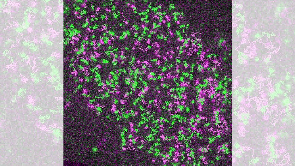 Rezeptoren_und_G_Proteine_AG_Calebiro.jpg Rezeptoren (grün) und G-Proteine (magenta)