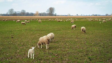 Schafherde_AdobeStock_563672965_edited.jpg Schafherdde