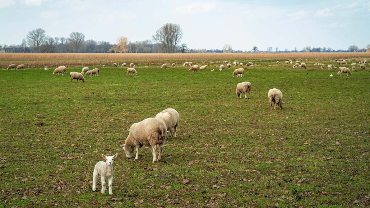 Schafherdde