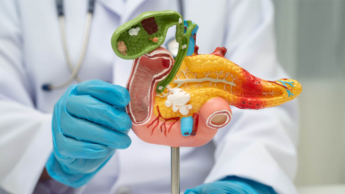 Modell der Bauchspeicheldrüse