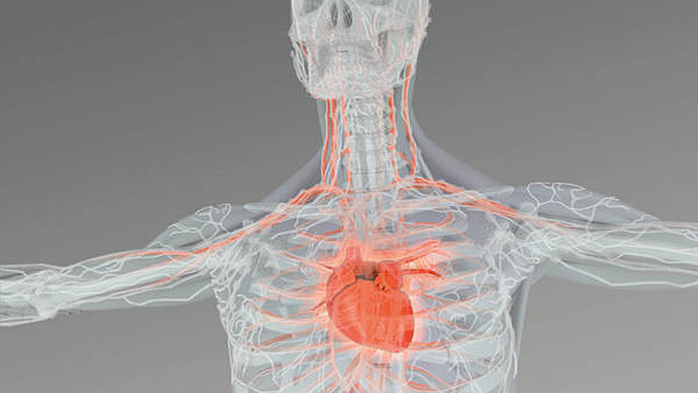 Herzrhythmus_Grafik_ediundsepp_25052016.jpg Herzrhythmus
