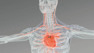 Herzrhythmus 