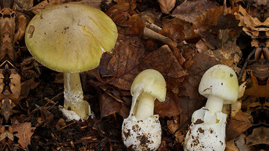 Knollenblätterpilze auf braunem Laub