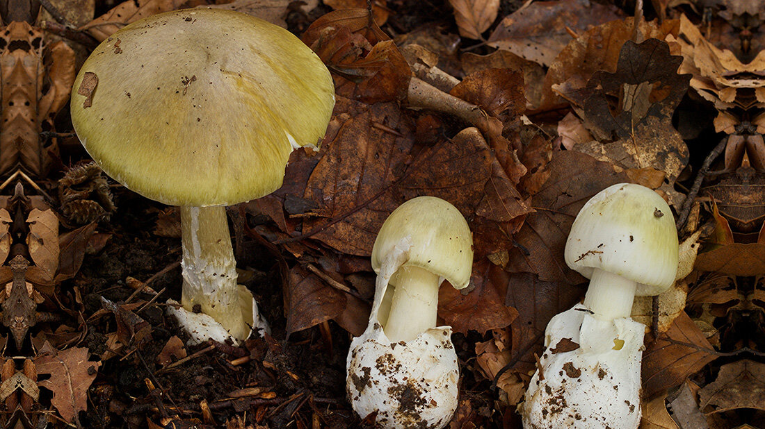 Knollenblätterpilze auf braunem Laub