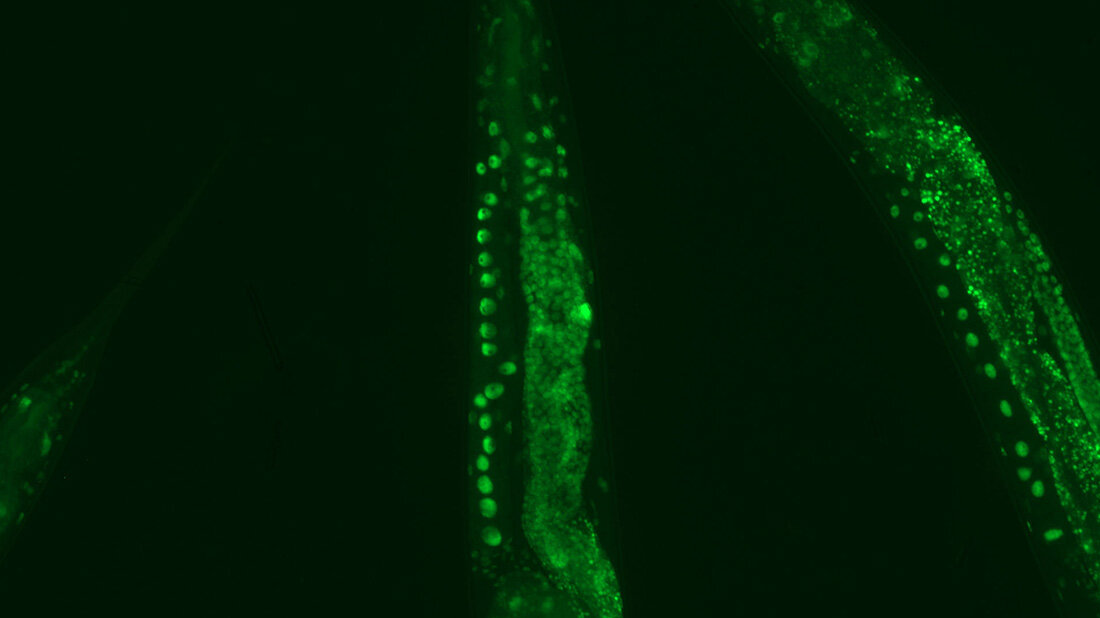 Länger leben mit niedriger Körpertemperatur?