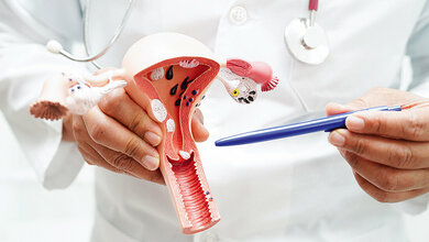 Foto vom Schnittmodell des Gebärmutterhalses