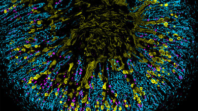 Immunzellen.jpg Zentrale Aufgaben der ILC2 jetzt aufgedeckt