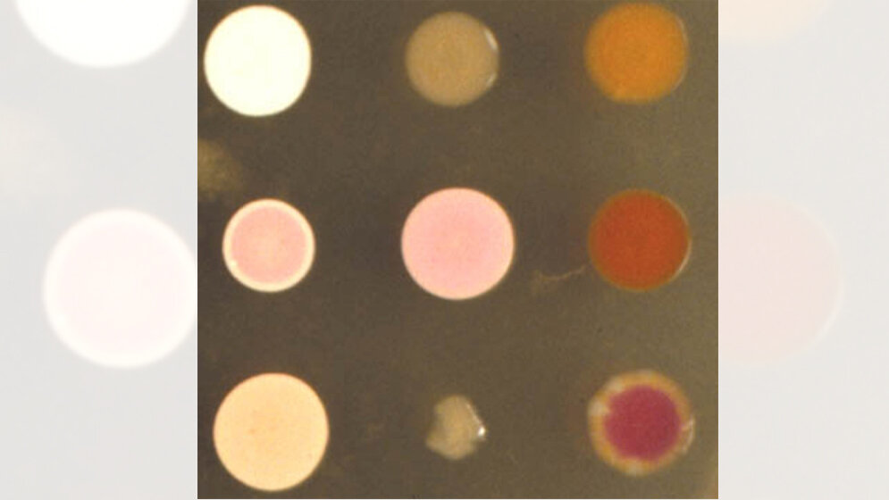 Kolonien von Halobacterium salinarum 