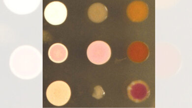 Kolonien_von_Halobacterium_salinarum_Felicitas_Pfeifer_Darmstadt.jpg Kolonien von Halobacterium salinarum
