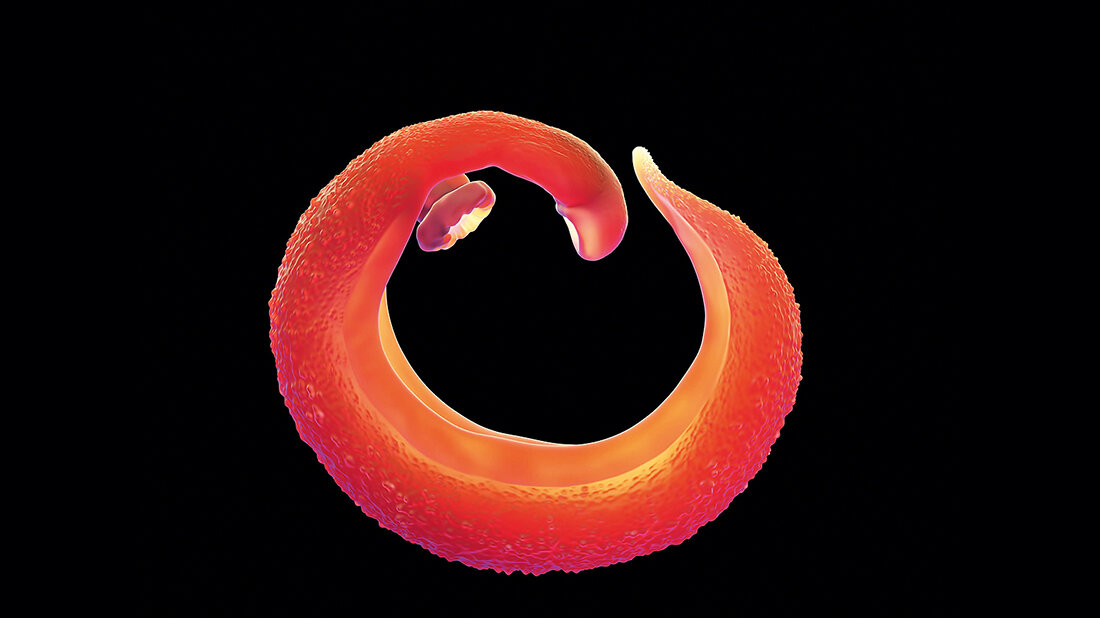 Titelbild zum Fachbeitrag zur Ausbreitung der Schistosomiasis nach Europa