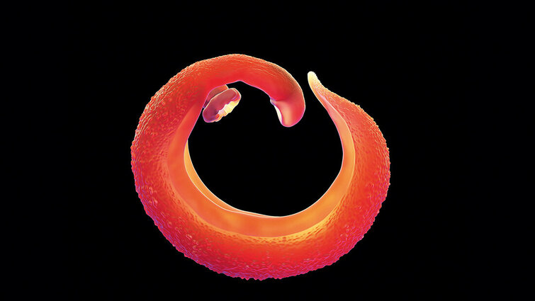 Schistosomiasis MTDialog